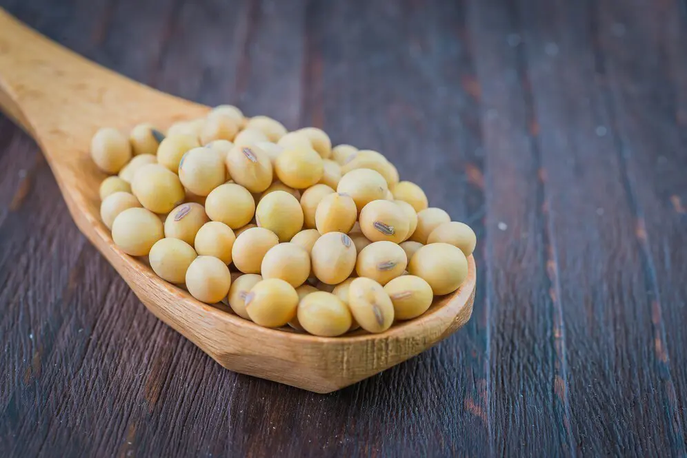 Soybean Products Banner